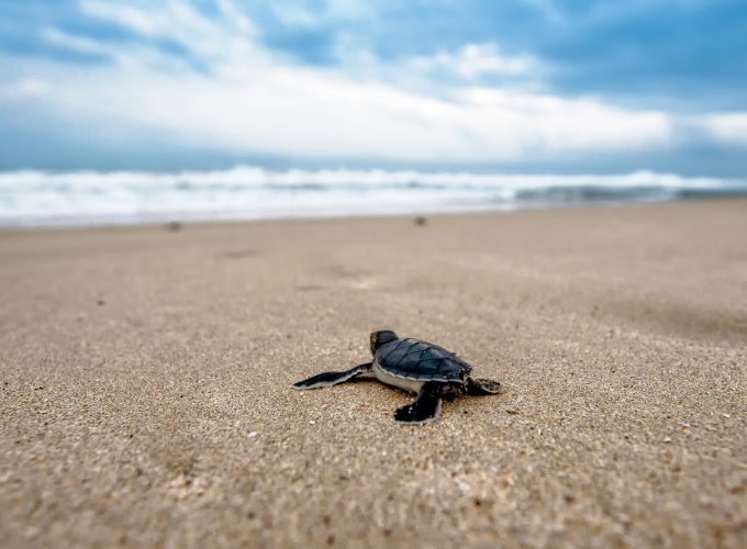 Wallpaper turtle, beach, 4k, Animals 3542616056